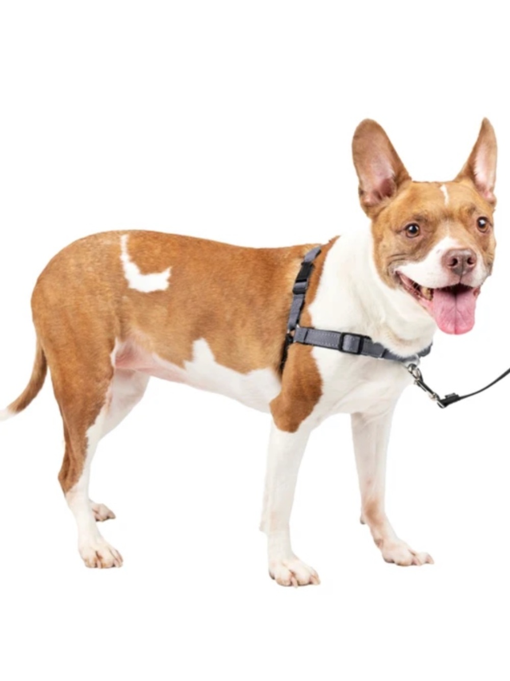 NWT PetSafe Deluxe Easy Walk Harness (Size M, Steel Grey)